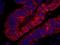 Rho guanine nucleotide exchange factor 5 antibody, IHC-00652, Bethyl Labs, Immunofluorescence image 