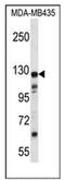 KIAA1324 antibody, AP52282PU-N, Origene, Western Blot image 