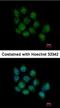 DEAD-Box Helicase 5 antibody, NBP1-30944, Novus Biologicals, Immunofluorescence image 