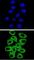 MRG-1 antibody, abx025619, Abbexa, Western Blot image 
