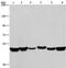 HNRNPH1 antibody, PA5-50678, Invitrogen Antibodies, Western Blot image 