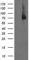 LIM Domain Kinase 1 antibody, TA503122, Origene, Western Blot image 
