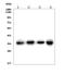 Phospholipid Scramblase 1 antibody, A02995-2, Boster Biological Technology, Western Blot image 