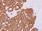 Regulator Of G Protein Signaling 11 antibody, PA5-29144, Invitrogen Antibodies, Immunohistochemistry paraffin image 