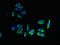 Progestin And AdipoQ Receptor Family Member 7 antibody, orb33505, Biorbyt, Immunofluorescence image 
