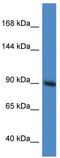 RAS P21 Protein Activator 1 antibody, TA346333, Origene, Western Blot image 