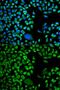 Nucleolysin TIA-1 isoform p40 antibody, GTX33545, GeneTex, Immunofluorescence image 