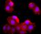 MCM antibody, NBP2-66961, Novus Biologicals, Immunocytochemistry image 