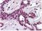 Cullin 3 antibody, TA319171, Origene, Immunohistochemistry frozen image 