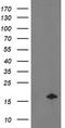 NADH:Ubiquinone Oxidoreductase Subunit A7 antibody, TA502689, Origene, Western Blot image 