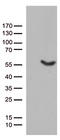 Ubiquitin Like Modifier Activating Enzyme 3 antibody, TA811882, Origene, Western Blot image 