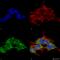 Receptor expression-enhancing protein 2 antibody, SMC-482D-A655, StressMarq, Immunocytochemistry image 