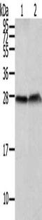 Claudin 19 antibody, CSB-PA022208, Cusabio, Western Blot image 