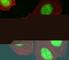 High mobility group protein HMG-I/HMG-Y antibody, F51525-0.4ML, NSJ Bioreagents, Flow Cytometry image 