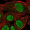 PR domain zinc finger protein 10 antibody, HPA026997, Atlas Antibodies, Immunofluorescence image 