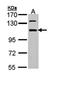 RNA Binding Motif Protein 28 antibody, orb74258, Biorbyt, Western Blot image 