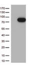 Mannan Binding Lectin Serine Peptidase 2 antibody, TA812532, Origene, Western Blot image 