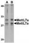 Methyltransferase Like 7A antibody, TA306679, Origene, Western Blot image 