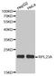 Ribosomal Protein L23a antibody, A06803, Boster Biological Technology, Western Blot image 