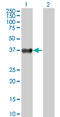Boule Homolog, RNA Binding Protein antibody, LS-C133811, Lifespan Biosciences, Western Blot image 