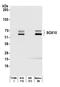 SRY-Box 10 antibody, A700-080, Bethyl Labs, Western Blot image 