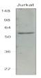 Interferon Regulatory Factor 7 antibody, AM03127PU-N, Origene, Western Blot image 