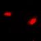 NAD-dependent deacetylase sirtuin-7 antibody, abx141574, Abbexa, Western Blot image 