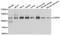 Coatomer Protein Complex Subunit Beta 1 antibody, abx005326, Abbexa, Western Blot image 