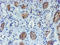 Docking Protein 7 antibody, LS-C173981, Lifespan Biosciences, Immunohistochemistry frozen image 