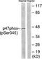 Proline Rich Transmembrane Protein 2 antibody, orb314185, Biorbyt, Western Blot image 