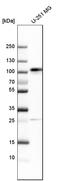 Quiescin Sulfhydryl Oxidase 2 antibody, HPA012716, Atlas Antibodies, Western Blot image 