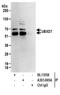 UBX Domain Protein 7 antibody, A303-865A, Bethyl Labs, Immunoprecipitation image 