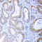 Mitogen-Activated Protein Kinase Kinase 1 antibody, LS-C354253, Lifespan Biosciences, Immunohistochemistry frozen image 