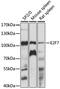 E2F Transcription Factor 7 antibody, 15-932, ProSci, Western Blot image 