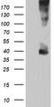Mitogen-Activated Protein Kinase Kinase 3 antibody, CF505630, Origene, Western Blot image 