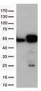 Calregulin antibody, TA813228, Origene, Western Blot image 