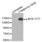 BCR Activator Of RhoGEF And GTPase antibody, abx000257, Abbexa, Western Blot image 