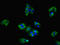 Claudin-8 antibody, LS-C375474, Lifespan Biosciences, Immunofluorescence image 