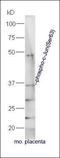 MLX Interacting Protein Like antibody, orb4914, Biorbyt, Western Blot image 