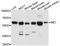 Malic Enzyme 1 antibody, A3956, ABclonal Technology, Western Blot image 