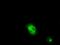 EDL antibody, GTX84191, GeneTex, Immunofluorescence image 
