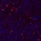 CD357 antibody, A700-068, Bethyl Labs, Immunohistochemistry frozen image 