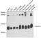 Mitochondrial import inner membrane translocase subunit Tim10 antibody, GTX65592, GeneTex, Western Blot image 