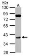 Cyclin H antibody, NBP2-16056, Novus Biologicals, Western Blot image 