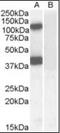 Band 4.1-like protein 2 antibody, orb89317, Biorbyt, Western Blot image 
