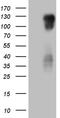 Podocalyxin Like 2 antibody, TA810169, Origene, Western Blot image 