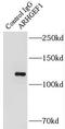 Rho Guanine Nucleotide Exchange Factor 1 antibody, FNab00558, FineTest, Immunoprecipitation image 