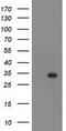 ZFP36 Ring Finger Protein antibody, TA502380S, Origene, Western Blot image 