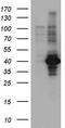 Probable crossover junction endonuclease EME2 antibody, TA890115, Origene, Western Blot image 