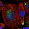 Hypoxia-inducible gene 2 protein antibody, HPA010515, Atlas Antibodies, Immunofluorescence image 